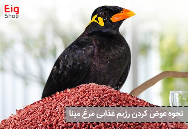 غذای مرغ مینا چیست؟ نکات بسیار مهم در تغذیه مرغ مینا