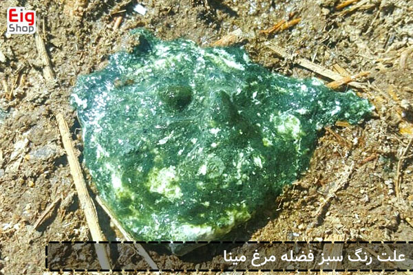 تشخیص بیماری مرغ مینا از روی فضله پرنده | علت تغییر رنگ و شکل فضله مرغ مینا