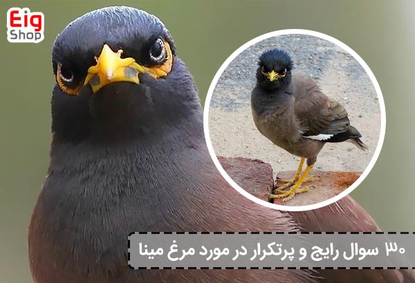 30 سوال رایج و پرتکرار در مورد مرغ مینا | ندونسته میناتو به کشتن ندی ...