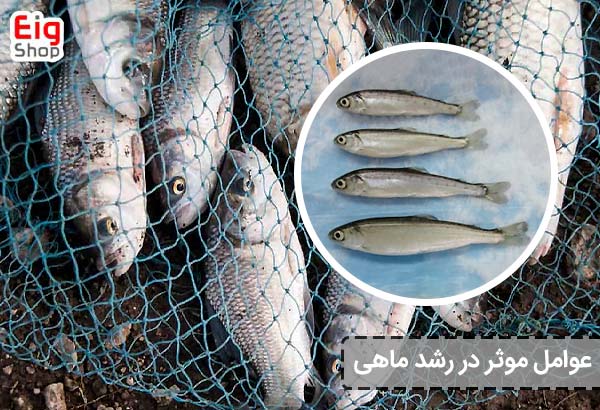 عوامل موثر در رشد ماهی - ای آی جی شاپ