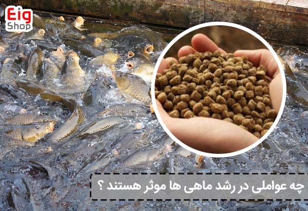 چه عواملی در رشد ماهی ها موثر هستند ؟ - ای آی جی شاپ