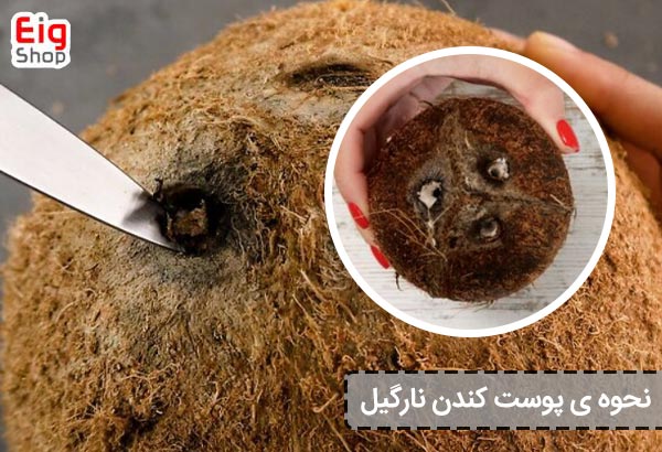 نحوه ی پوست کندن نارگیل - ای آی جی شاپ