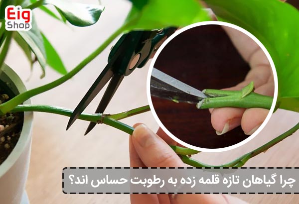 چرا گیاهان تازه قلمه‌ زده به رطوبت حساس‌ اند؟ - ای آی جی شاپ