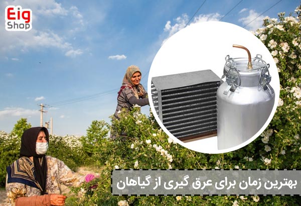 بهترین زمان برای عرق گیری از گیاهان - ای آی جی شاپ