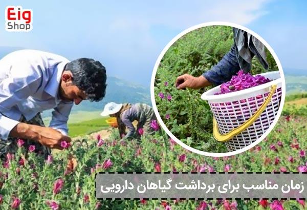 زمان مناسب برای برداشت گیاهان دارویی - ای آی جی شاپ