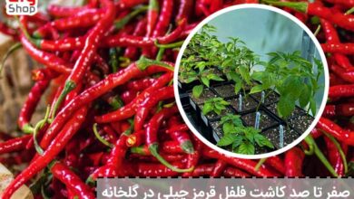 صفر تا صد کاشت فلفل قرمز چیلی در گلخانه - ای آی جی شاپ