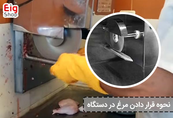 نحوه قرار دادن مرغ در دستگاه - ای آی جی شاپ