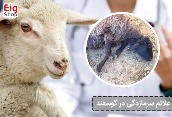 گوسفند تا چند درجه سرما را تحمل می کند؟
