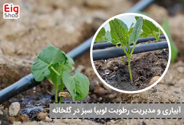 آبیاری و مدیریت رطوبت لوبیا سبز در گلخانه - ای آی جی شاپ