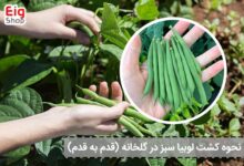 نحوه کشت لوبیا سبز در گلخانه قدم به قدم جدید