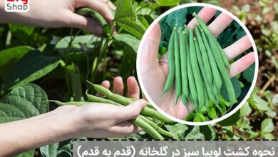 نحوه کشت لوبیا سبز در گلخانه قدم به قدم جدید