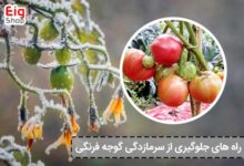 راه های جلوگیری از سرمازدگی گوجه فرنگی - ای آی جی شاپ