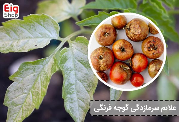 علائم سرمازدگی گوجه فرنگی - ای آی جی شاپ