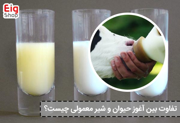 تفاوت بین آغوز حیوان و شیر معمولی چیست؟ - ای آی جی شاپ