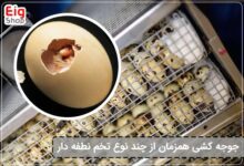 جوجه کشی همزمان از چند نوع تخم نطفه دار