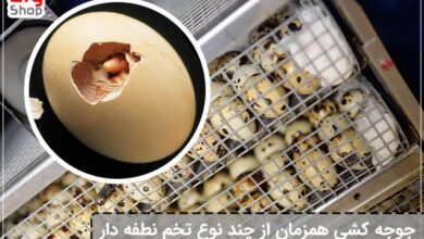 جوجه کشی همزمان از چند نوع تخم نطفه دار