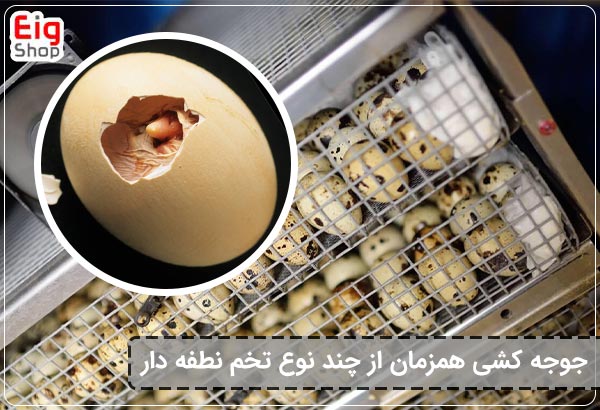 جوجه کشی همزمان از چند نوع تخم نطفه دار