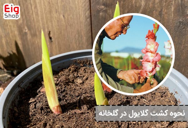 نحوه کشت گلایول در گلخانه - ای آی جی شاپ