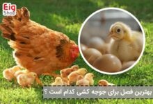 بهترین فصل برای جوجه کشی - ای آی جی
