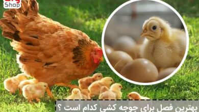 بهترین فصل برای جوجه کشی - ای آی جی