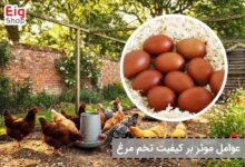 عوامل موثر بر کیفیت تخم مرغ - ای آی جی