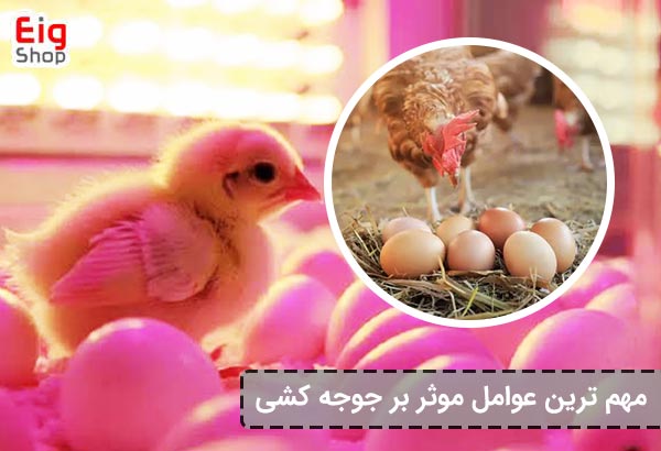 عوامل موثر بر جوجه کشی - ای آی جی