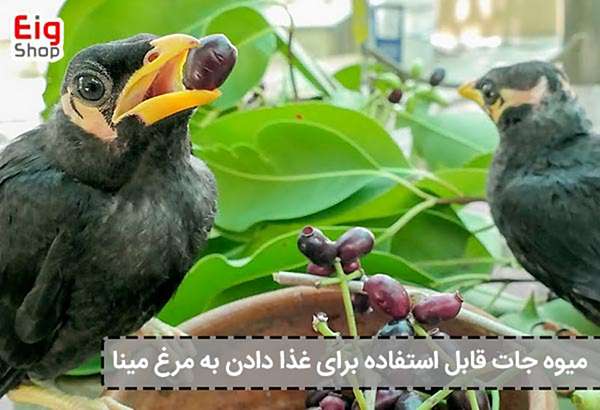 غذای مرغ مینا چیست؟ نکات بسیار مهم در تغذیه مرغ مینا